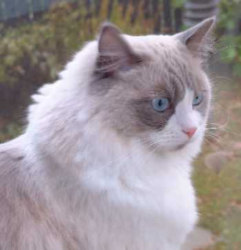 Angelo, photo by M. Parwar
