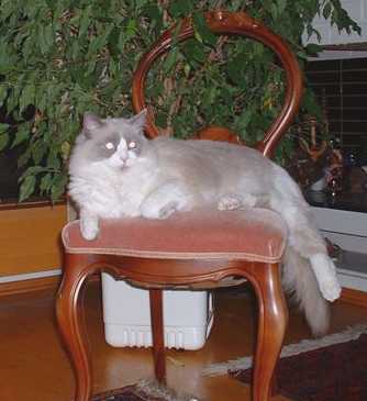Angelo, photo by O. Kuisma-Parwar