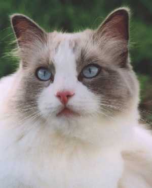 Angelic Eyes, photo by U. Miettinen