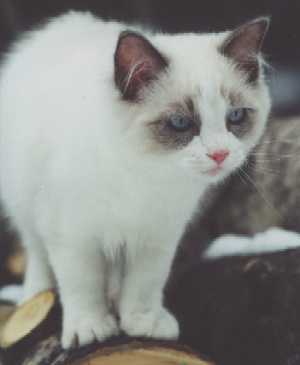 Angelic Eyes, photo by U. Miettinen