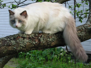 Angelica, photo by J. Hmlinen