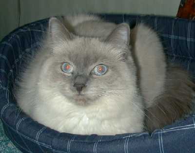 Charisma