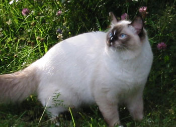 Coconut, photo by Jarmo Hmlinen