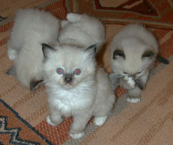 Hobbit-Dolls babies
