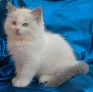 Fluff