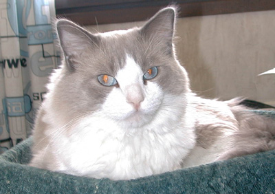 Lord Gordon