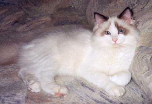 Konan, photo by Galina Pavlova