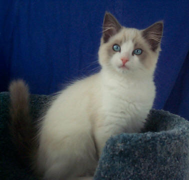 Lord Gordon, photo by Eileen Pickett