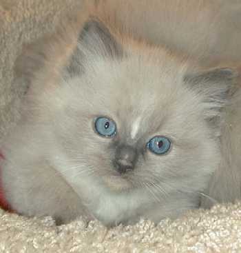 Martti