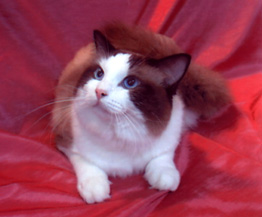 JJ's Purrecious Migi,<br>our wonderful KING