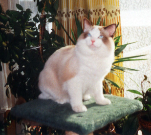 Migi