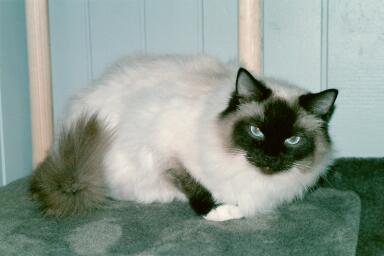 Candy Catrina, photo by Mari Koso