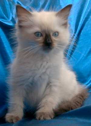 Otti