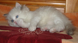 Hobbit-Dolls ragdoll baby