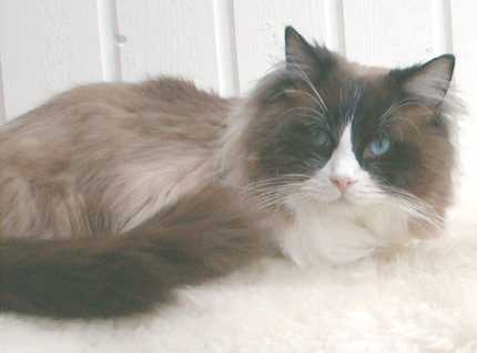 Teo-Teodor