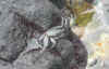 ff17.jpg (214408 bytes)