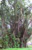 hi25.jpg (351216 bytes)