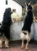 Arni i Buba