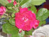 blomma till jubilaren!!
