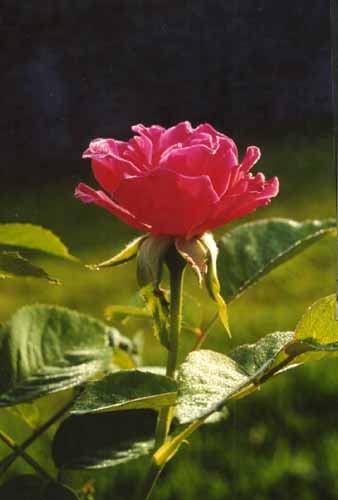 Rose