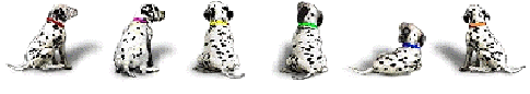 Line Of Puppies 