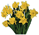 daffodils