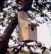 bird.jpg (31929 bytes)