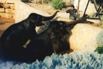 Zoo