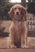 Thumbnail - Simba the dog