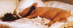 Martha Stewart relaxes in bed