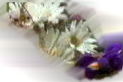chrysanthemum--wonder why I put it here?  umm... because they are just like Sandrine!