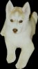 Siberian Husky con papeles: 200$