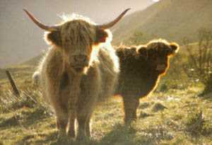 cow2