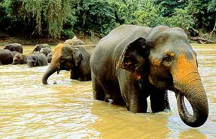 Bathing elephants