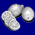 Lemons  /  Citrons