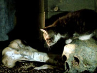 Guilty Viewing Pleasures: Nightbreed