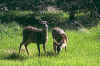 Deer_cara's.jpg (19867 bytes)