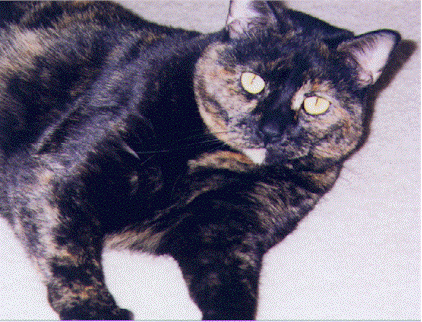 Memphis the Cat