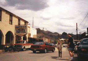 Wild Burros crowd the streets of Oatman, Arizona