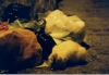 cats in garbage