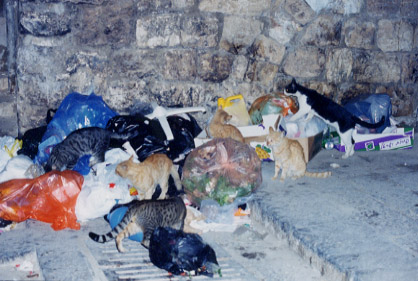 cat fest in the garbage
