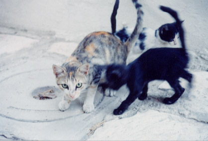 cats in street