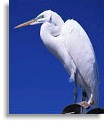 Crane.jpg (4510 bytes)