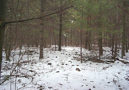 Bruce Trail