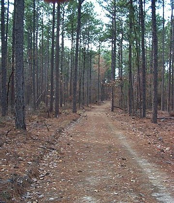 Horn Creek Trail
