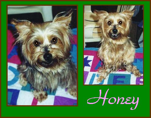 2 pix of Honey