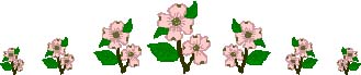 Medium Sized Dogwood Flower Border