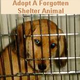 Adopt A Forgotten Shelter Animal