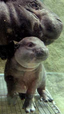 Mama hippo & her baby...