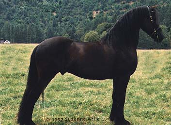 gelding .. Jemke owned by Dark Horse Farms